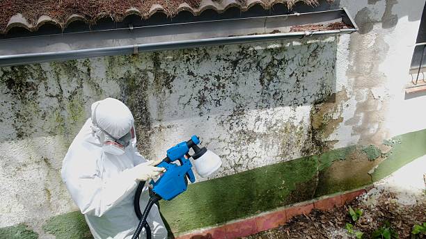 Top rated local Mold Remediation specialists in Richboro, PA